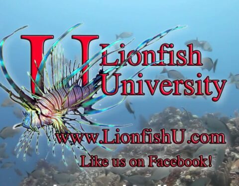 Lionfish PSA